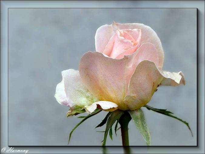 Rose Jardin de Bagatelle